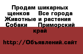 Продам шикарных щенков  - Все города Животные и растения » Собаки   . Приморский край